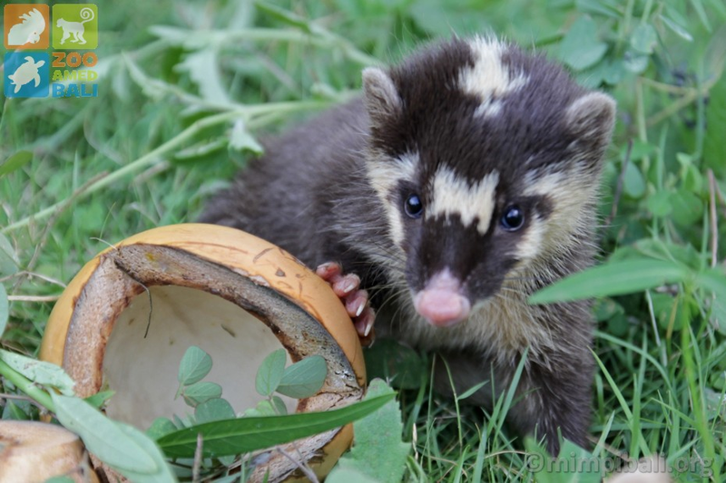 Illustration for article titled Monday Mustelid - Melogale orientalis Edition